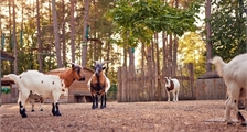 The Children's Farm at Center Parcs Les Ardennes