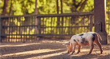 The Children's Farm at Center Parcs Le Lac d'Ailette
