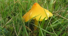 Discovering Mushrooms at Center Parcs Les Trois Forêts
