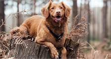 With your dog activities at Landal Aelderholt